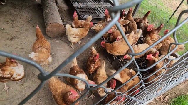 ВЕРНУЛИСЬ С ОТДЫХА ОБРАТНО В ДЕРЕВНЮ / ЧТО СТАЛО С ОГОРОДОМ / США смотреть онлайн