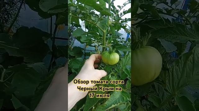 Обзор томата сорта Чёрный Крым за лето. 17 июля. #огород #помидоры #дача