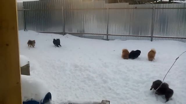 Шпиц гулянки 2016 начало питомник Мин Херц -Ehanna.ru смотреть онлайн