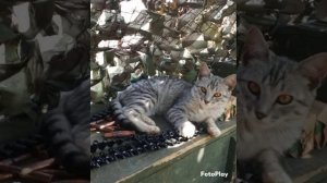 Фронтовые коты.