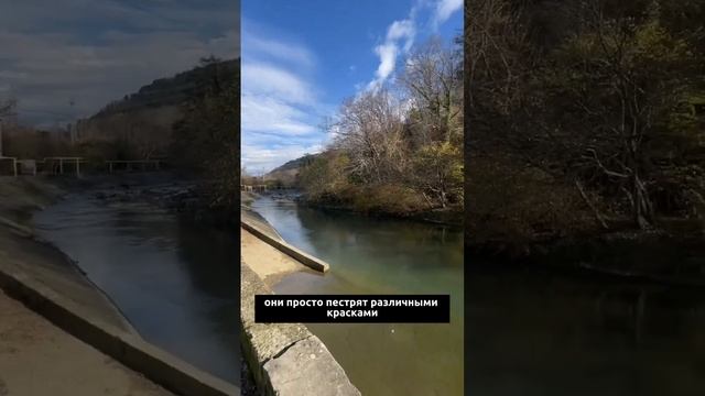 Природа в Сочи в декабре #недвижимостьсочи #риэлторсочи смотреть онлайн