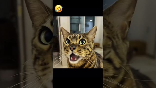 Идеальный котик