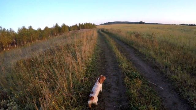 Русский Охотничий Спаниель#Сентябрь на охоте