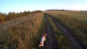 Русский Охотничий Спаниель#Сентябрь на охоте