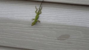 Кузнец и Огромные Ящерицы :) Смешные яшерицы .. Funny Geico's :)
