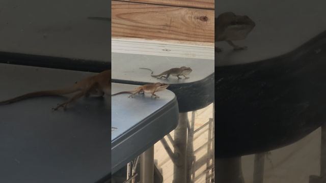 КРОКОДИЛ РАЗОЗЛИЛСЯ / США смотреть онлайн