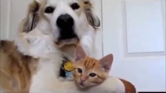 Узнай как живут кошка с собакой! смотреть онлайн