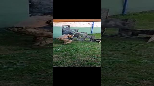 Стрельба из разных положений