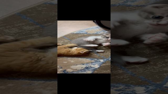 13.11.2024 Шотландские котята смотреть онлайн