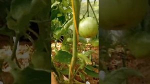 Томат Грейпфрут