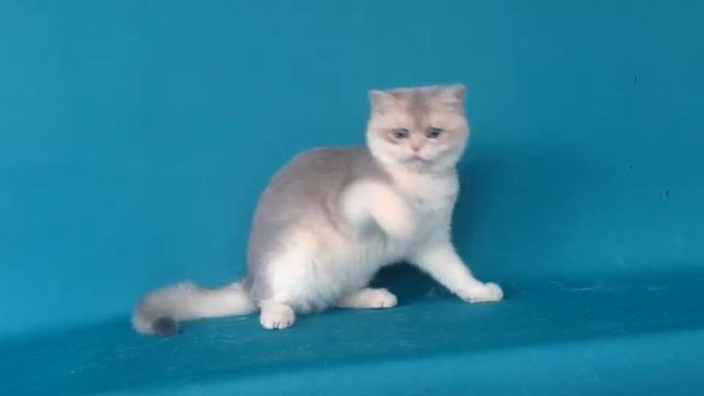 Британские котята,серебристые шиншиллы.