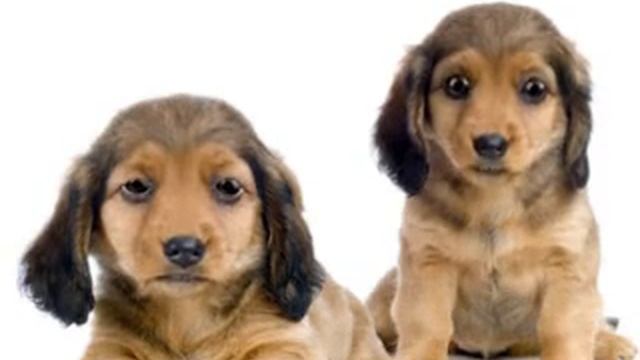 собаки поют реп смотреть онлайн