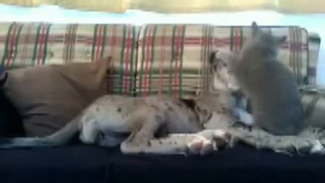 Очень терпеливая собака смотреть онлайн