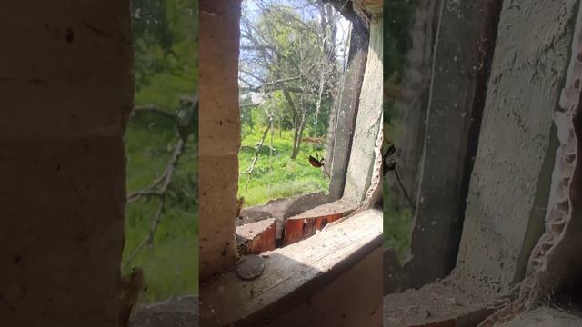 Жук попал в паутину