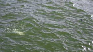 ДОЖДАЛСЯ и выжал МАКСИМУМ! Ловля леща на Дону