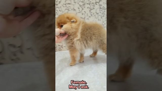 Померанский шпиц, мини девочка. 3 месяца. Можно спросить. #шпиц #pomeranian #puppy #купитьщенкашпиц