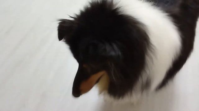 Знакомство с моими  домашними животными смотреть онлайн