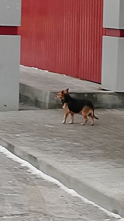 Хвост дрожит, промерзли лапы! Где вы скрылись, мама с папой! 🐕 Брошенка или потеряшка?! Питомцы.