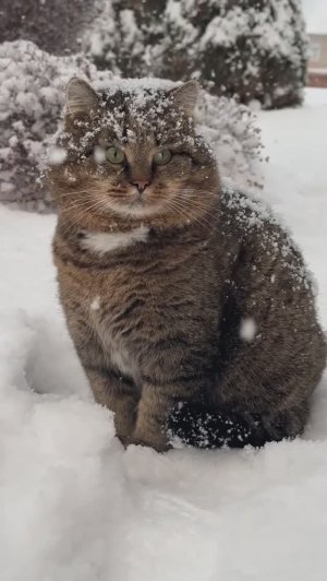 Милые котики. Барсик - само совершенство! Каждая пушиночка на своем месте .