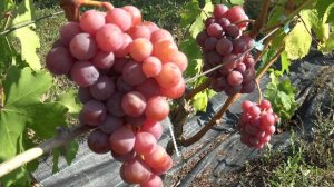 Виноград Дэя