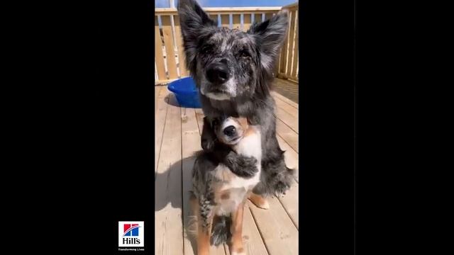 Hill's Grain Free Dog Treats
