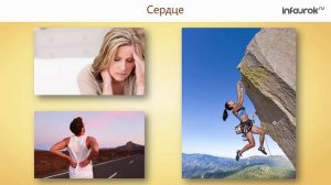 22. Сосудистая система. Лимфообращение