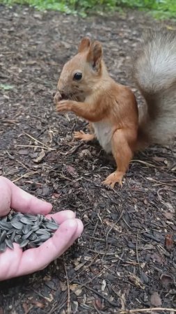 Беличий перекус😎🐿️