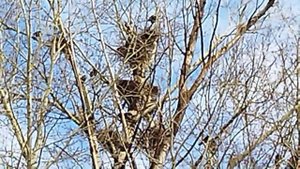 Картина  Саврасова "Грачи прилетели"))). Март 2023г.