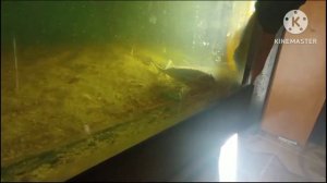 Запускаем стерлядь в аквариум 2 часть_ How to grow a sterlet in an aquarium at home.