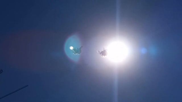 полет молодых голубей