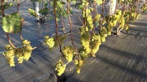 Виноград Цитронный магарача 2024г. На 23.09  Br 23  Кусту 3й год.