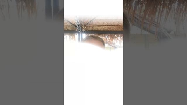 Розочка! Сколько у Вас было Социальных партнеров? #юмор смотреть онлайн