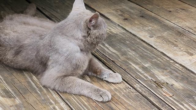 ЧТО С ОГОРОДОМ ПОСЛЕ СИЛЬНОГО ДОЖДЯ И ВЕТРА КУРЫ АМЕРИКАНСКАЯ ДЕРЕВНЯ ЦВЕТЫ ПАЛЬМЫ ПЕРСИКИ США смотреть онлайн