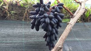 Виноград Ведьмины пальцы