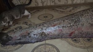 Выходной на питомнике  52кг Июль 2023г