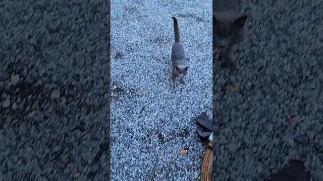 ОЦЕНИТЕ ВКУСНЯШЕЧКУ смотреть онлайн