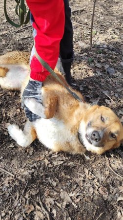 ПОМОГИТЕ СПАСТИ РЫЖУЛЮ ДО ПЕРЕЕЗДА ПРИЮТА! ВСЕ, ЧТО ЖДЁТ ЕЕ ТАМ - ЭТО ОДИЧАНИЕ И БОРЬБА ЗА ЖИЗНЬ💔