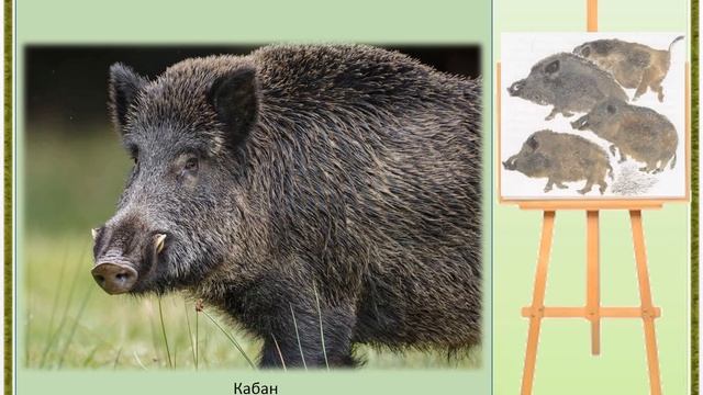 Е.  Чарушин.  Кабан