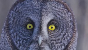 Бородатая неясыть добывает мышей полёвок из-под снега