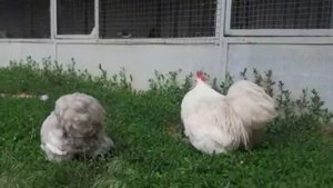 Карликовые Кохинхины три окраса