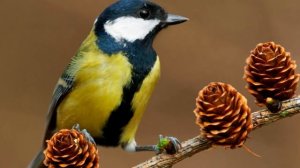 Долгая спокойная  музыка