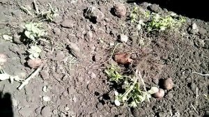 проба копалки