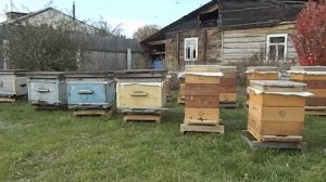 облёт пчёл на домашнем точке осень 2014