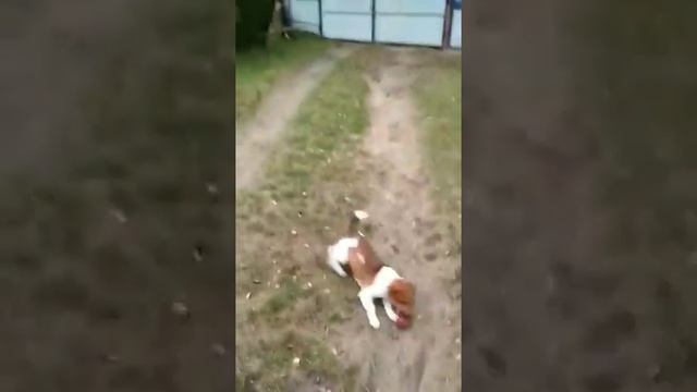 Собака играет в футбол смотреть онлайн