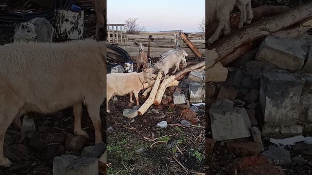 Рабочие деревенские козы помогают хозяину шкурить брёвна. Польза от коз. Деревенский юмор