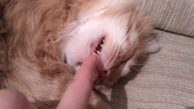 Ребёнок задушил кота!!! смотреть онлайн