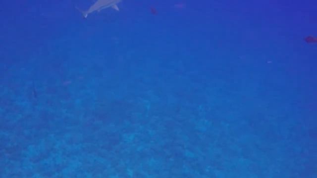 Shark Dive Bora Bora 2 смотреть онлайн