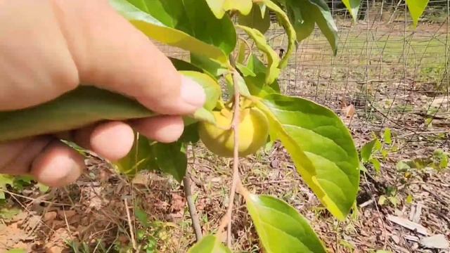 ЖИЗНЬ В АМЕРИКАНСКОЙ ДЕРЕВНИ / ОГОРОД ПРЕВРАТИЛСЯ В ДЖУНГЛИ / ПОЛЕТ ДРОНА / США смотреть онлайн