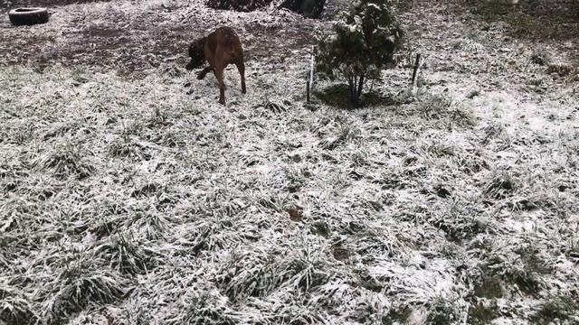 Реакция собаки на первый мокрый снег в Киеве 2017 год смотреть онлайн