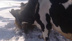 наши коровки, телки,  бычки, и поросята знакомства с ними